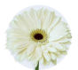 White Mini Gerbera Daisy